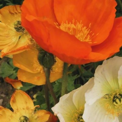 火狐体育APP体育手机app下载