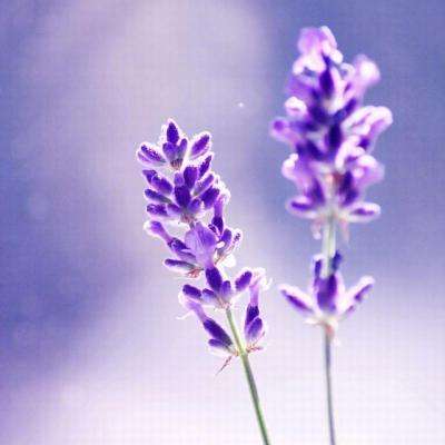 必博app下载地址